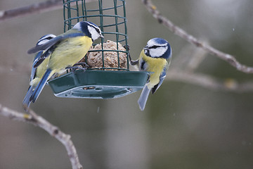 Image showing bluetits