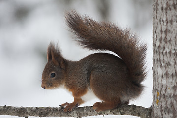 Image showing red squirrel