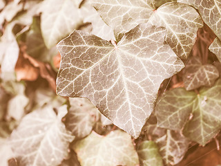 Image showing Retro looking Ivy leaves