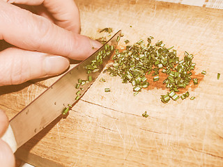 Image showing Retro looking Cutting rosemary