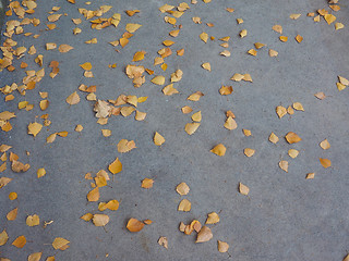 Image showing Autumn leaves background