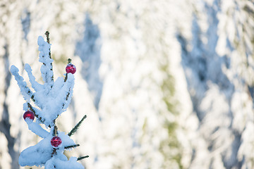 Image showing christmas balls on pine tree