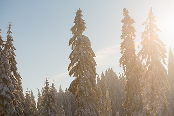 Image showing pine tree forest background covered with fresh snow