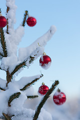 Image showing christmas balls on pine tree