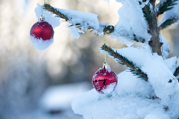 Image showing christmas balls on pine tree