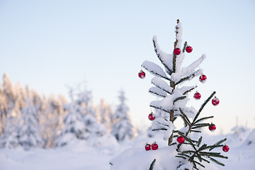 Image showing christmas balls on pine tree