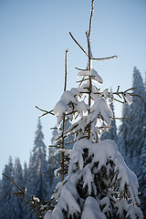 Image showing pine tree forest background covered with fresh snow