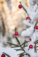 Image showing christmas balls on pine tree