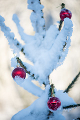 Image showing christmas balls on pine tree