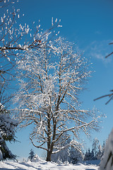 Image showing pine tree forest background covered with fresh snow