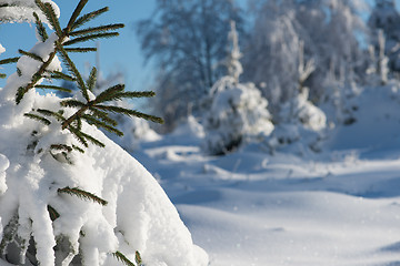 Image showing pine tree forest background covered with fresh snow