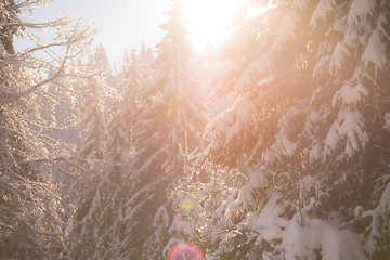 Image showing pine tree forest background covered with fresh snow