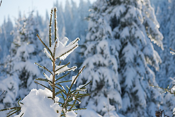 Image showing pine tree forest background covered with fresh snow