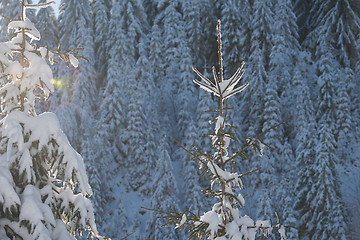 Image showing pine tree forest background covered with fresh snow