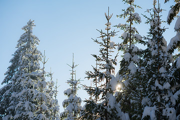 Image showing pine tree forest background covered with fresh snow