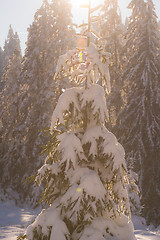 Image showing pine tree forest background covered with fresh snow