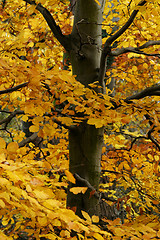 Image showing Autumn