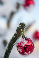 Image showing christmas balls on pine tree