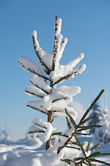 Image showing pine tree forest background covered with fresh snow