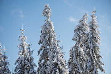 Image showing pine tree forest background covered with fresh snow