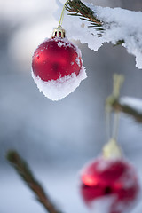 Image showing christmas balls on pine tree