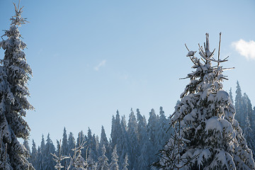 Image showing pine tree forest background covered with fresh snow