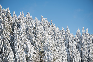 Image showing pine tree forest background covered with fresh snow