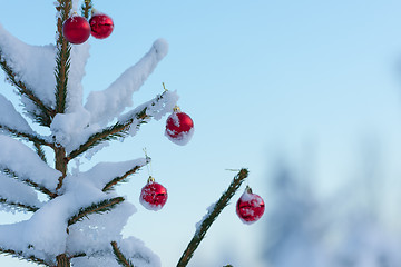 Image showing christmas balls on pine tree