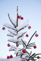 Image showing christmas balls on pine tree