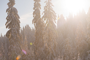 Image showing pine tree forest background covered with fresh snow