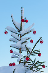 Image showing christmas balls on pine tree