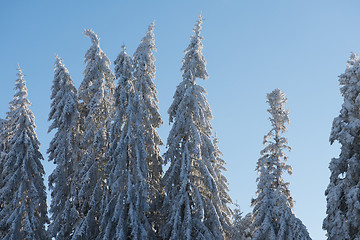 Image showing pine tree forest background covered with fresh snow