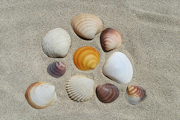 Image showing Sea shells on the sand