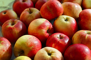 Image showing Ripe apples