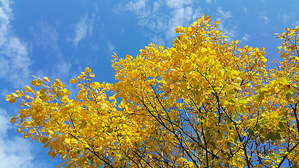 Image showing Bright yellow branches of autumn tree on blue sky 