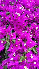 Image showing Bougainvillea bright natural background