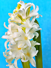 Image showing Macro view of white flowers of Hyacinthus