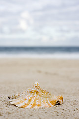 Image showing Shell on the beach