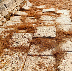 Image showing pine needles    ruins stone and theatre in  antalya  arykanda tu