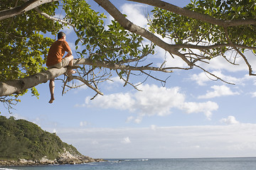 Image showing Man in a tree at the beach