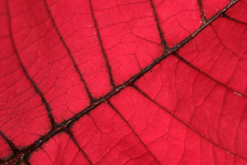 Image showing Red Leaf