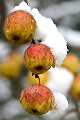 Image showing Apple tree under the snow