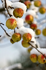 Image showing Apple tree under the snow