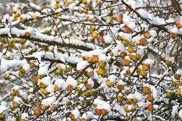 Image showing Apple tree under the snow