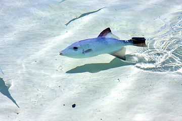 Image showing little fish   isla contoy           in     foam  the sea   day  