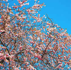 Image showing in london park the pink tree and blossom flowers natural