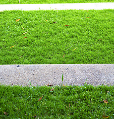 Image showing thailand asia    grass in the temple  bangkok  