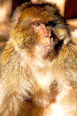 Image showing old monkey in africa  natural  close up