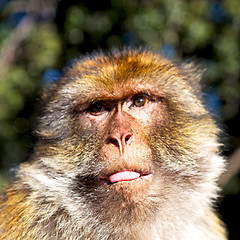 Image showing old monkey in africa morocco and natural background fauna close 