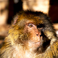 Image showing old monkey in africa morocco and natural background fauna close 